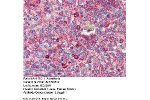 Immunohistochemistry with Human Spleen lysate tissue at an antibody concentration of 5.