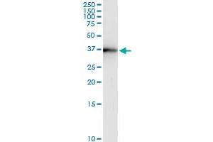 Immunoprecipitation of BOLL transfected lysate using anti-BOLL MaxPab rabbit polyclonal antibody and Protein A Magnetic Bead , and immunoblotted with BOLL MaxPab mouse polyclonal antibody (B01) . (BOLL 抗体  (AA 1-295))