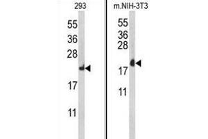 Western blot analysis of RPL18A Antibody (C-term) (ABIN653086 and ABIN2842682) in 293, mouse NIH-3T3 cell line lysates (35 μg/lane). (RPL18A 抗体  (C-Term))