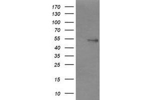 Image no. 3 for anti-Non-POU Domain Containing, Octamer-Binding (NONO) (AA 184-385) antibody (ABIN1491072)