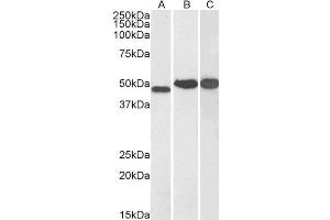 ABIN184872 (0. (NDRG1 抗体  (C-Term))