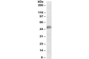 Western blot testing of human cerebellum lysate with SOX10 antibody at 0. (SOX10 抗体)