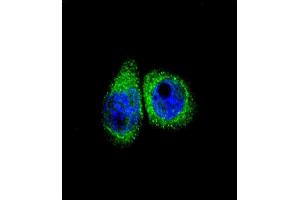 Immunofluorescence (IF) image for anti-Cytochrome P450, Family 7, Subfamily B, Polypeptide 1 (CYP7B1) (AA 252-281) antibody (ABIN652732)