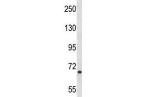 MYB antibody western blot analysis in NCI-H292 lysate. (MYB 抗体  (AA 419-448))