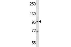 MCM6 antibody western blot analysis in 293 lysate. (MCM6 抗体  (AA 80-109))
