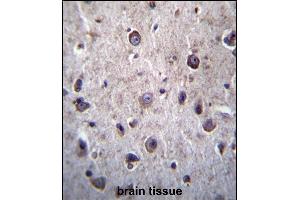 DOC2A Antibody (Center) (ABIN656766 and ABIN2845987) immunohistochemistry analysis in formalin fixed and paraffin embedded human brain tissue followed by peroxidase conjugation of the secondary antibody and DAB staining. (DOC2A 抗体  (AA 277-306))