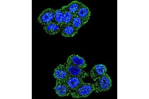 Confocal immunofluorescent analysis of UQCRFS1 Antibody (C-term) with Hela cell followed by Alexa Fluor 488-conjugated goat anti-rabbit lgG (green). (UQCRFS1 (Complex III Subunit Rieske) (AA 188-217), (C-Term) 抗体)