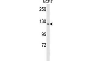 Western blot analysis of VGFR1 Antibody in MCF-7 cell line lysates (35 µg/lane).