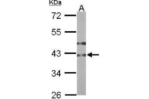 WB Image Sample (50 ug of whole cell lysate) A: mouse stomach 10% SDS PAGE antibody diluted at 1:1000 (B3GNT3 抗体)