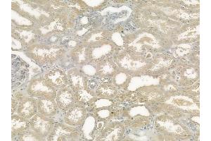 ABIN6257969 and ABIN6274379 at 1/100 staining human normal kidney tissue by IHC-P. (ERK1 抗体  (C-Term))