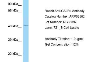 Western Blotting (WB) image for anti-Galanin Receptor 1 (GALR1) (C-Term) antibody (ABIN970738) (Galanin Receptor 1 抗体  (C-Term))