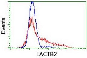 HEK293T cells transfected with either RC201465 overexpress plasmid (Red) or empty vector control plasmid (Blue) were immunostained by anti-LACTB2 antibody (ABIN2454344), and then analyzed by flow cytometry. (LACTB2 抗体)