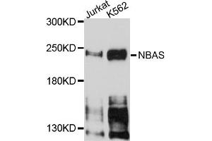 Western blot analysis of extracts of Jurkat and K562 cells, using NBAS antibody.