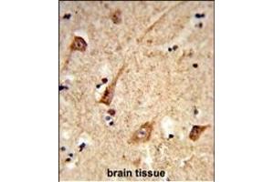 Formalin-fixed and paraffin-embedded human brain tissue reacted with GALNT2 Antibody (N-term), which was peroxidase-conjugated to the secondary antibody, followed by DAB staining. (GALNT2 抗体  (N-Term))