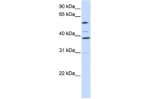 Western Blotting (WB) image for anti-Solute Carrier Family 25 (Mitochondrial Carrier, Graves Disease Autoantigen), Member 16 (SLC25A16) antibody (ABIN2458815) (SLC25A16 抗体)