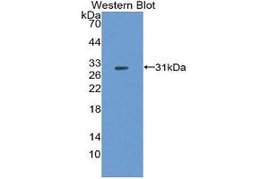 Western Blotting (WB) image for anti-Fibroblast Growth Factor 5 (FGF5) (AA 23-268) antibody (ABIN3208783) (FGF5 抗体  (AA 23-268))
