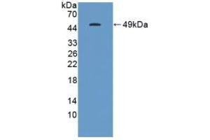 Detection of Recombinant GKN1, Human using Polyclonal Antibody to Gastrokine 1 (GKN1) (Gastrokine 1 抗体  (AA 22-199))
