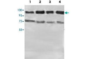 Western blot analysis of HeLa (Lane 1), MCF-7 (Lane 2), HepG2 (Lane 3) and HEK293 (Lane 4) lysate with PTPN12 polyclonal antibody  at 1 : 500 dilution. (PTPN12 抗体  (AA 544-771))
