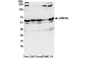 anti-LSM14A, SCD6 Homolog A (LSM14A) (AA 413-463) antibody