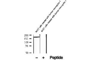 Western blot analysis of extracts of MCF7 cells treated with human neuregulin-1, using Phospho-HER2/ErbB2 (Tyr1196) Antibody .