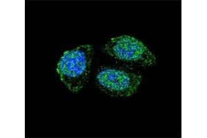 Confocal immunofluorescent analysis of IL17B antibody with HeLa cells followed by Alexa Fluor 488-conjugated goat anti-rabbit lgG (green). (IL17B 抗体  (AA 39-66))