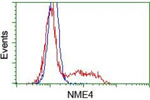 Image no. 1 for anti-NME/NM23 Nucleoside Diphosphate Kinase 4 (NME4) antibody (ABIN1499774) (NME4 抗体)