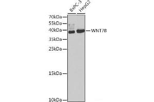 Western blot analysis of extracts of various cell lines using WNT7B Polyclonal Antibody at dilution of 1:1000. (WNT7B 抗体)