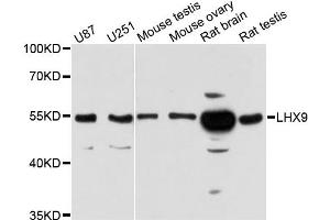 Western blot analysis of extracts of various cell lines, using LHX9 antibody. (LHX9 抗体)