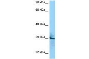 Image no. 1 for anti-CD151 (CD151) (AA 154-203) antibody (ABIN6748303) (CD151 抗体  (AA 154-203))