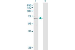 Western Blot analysis of KAT5 expression in transfected 293T cell line by KAT5 MaxPab polyclonal antibody. (KAT5 抗体  (AA 1-513))