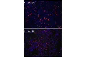 Immunofluorescence (IF) image for anti-Kruppel-Like Factor 4 (Gut) (KLF4) antibody (ABIN356389) (KLF4 抗体)