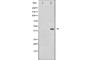 Western blot analysis of HDAC8 phosphorylation expression in NIH-3T3 whole cell lysates,The lane on the left is treated with the antigen-specific peptide. (HDAC8 抗体  (pSer39))