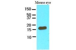 Cell lysates of mouse eye (60 ug) were resolved by SDS-PAGE, transferred to nitrocellulose membrane and probed with anti-human CRABP2 (1:250). (CRABP2 抗体  (AA 1-138))