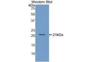 Western Blotting (WB) image for anti-Actin Related Protein 2/3 Complex, Subunit 4, 20kDa (ARPC4) (AA 3-165) antibody (ABIN1858081) (ARPC4 抗体  (AA 3-165))