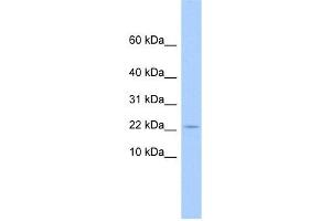 C10ORF132 antibody used at 1 ug/ml to detect target protein.