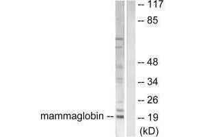 Western blot analysis of extracts from HepG2 cells, using Mammaglobin antibody. (Mammaglobin A 抗体)