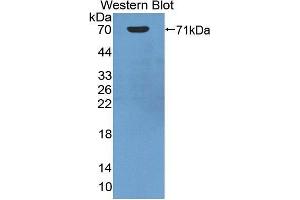 Western Blotting (WB) image for anti-Heat Shock 70kDa Protein 1A (HSPA1A) (AA 1-641) antibody (ABIN1078111) (HSP70 1A 抗体  (AA 1-641))