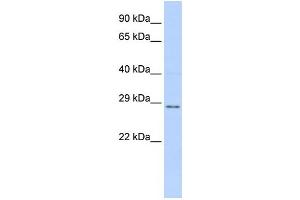 Western Blotting (WB) image for anti-Tissue Factor Pathway Inhibitor 2 (TFPI2) antibody (ABIN2460030) (TFPI2 抗体)