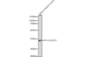 Western blot analysis of extracts of Mouse skeletal muscle, using PD-L1/CD274 antibody (ABIN6129976, ABIN6138153, ABIN6138154 and ABIN6215142) at 1:500 dilution. (PD-L1 抗体  (AA 19-238))