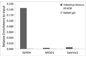 Chromatin Immunoprecipitation (ChIP) image for anti-Histone 3 (H3) (H3K36me3) antibody (ABIN3016039)