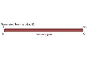 Image no. 2 for anti-Glutamate Decarboxylase 2 (Pancreatic Islets and Brain, 65kDa) (GAD2) antibody (ABIN967657) (GAD65 抗体)