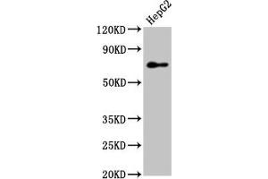 Western Blot Positive WB detected in: HepG2 whole cell lysate All lanes: PEX5 antibody at 7. (PEX5 抗体  (AA 149-283))
