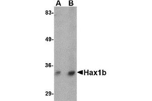 Western Blotting (WB) image for anti-Hax1b (N-Term) antibody (ABIN1031401) (Hax1b (N-Term) 抗体)