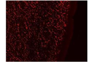 AP23698PU-N Galanin Antibody staining of PFA-perfused cryosection of Human Hypothalamus at 0. (Galanin 抗体  (Internal Region))