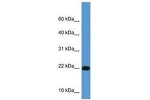 Image no. 1 for anti-ISG15 Ubiquitin-Like Modifier (ISG15) (AA 80-129) antibody (ABIN6749770) (ISG15 抗体  (AA 80-129))