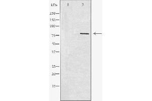Western blot analysis of extracts from rat heart cells, using REPS1 antibody. (REPS1 抗体  (Internal Region))