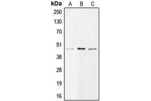 Western blot analysis of BMP8A expression in H1299 (A), A549 (B), Raji (C) whole cell lysates. (BMP8A 抗体  (C-Term))
