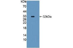 Western blot analysis of recombinant Human CASP11. (Caspase 4 抗体  (AA 944-1148))