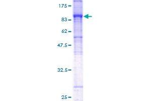 SLC4A4 Protein (AA 1-646) (GST tag)