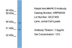 WB Suggested Anti-MAPK13  Antibody Titration: 0. (MAPK13 抗体  (Middle Region))